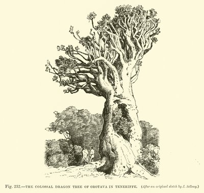 El Colosal Árbol Dragón de Orotava en Tenerife de English School