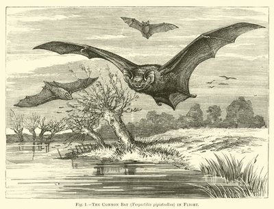 El murciélago común, Vespertilio pipistrellus, en vuelo de English School