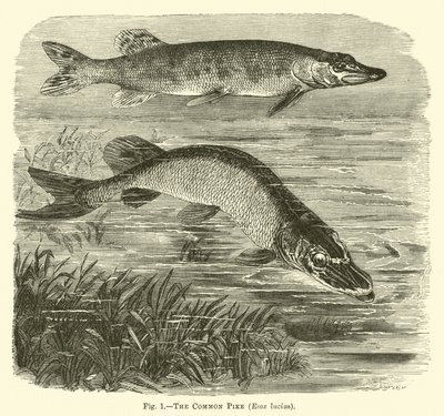 El lucio común, Esox lucius de English School