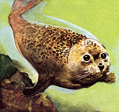 La foca común de English School