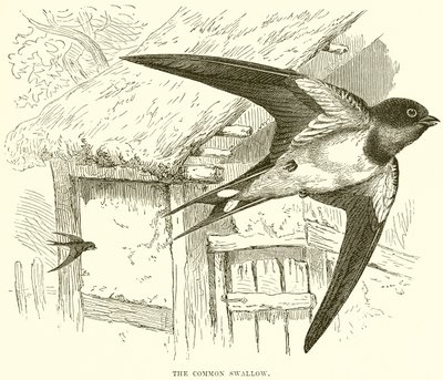 La Golondrina Común de English School