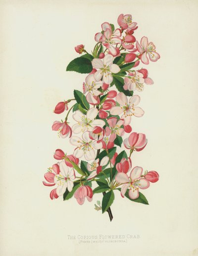 El cangrejo de flores abundantes, Pyrus (Malus) Floribunda de English School