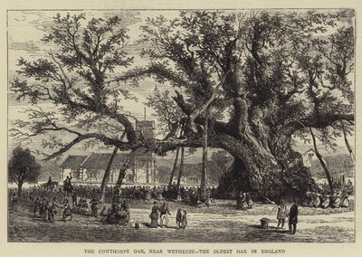 El roble de Cowthorpe, cerca de Wetherby, el roble más antiguo de Inglaterra (grabado) de English School