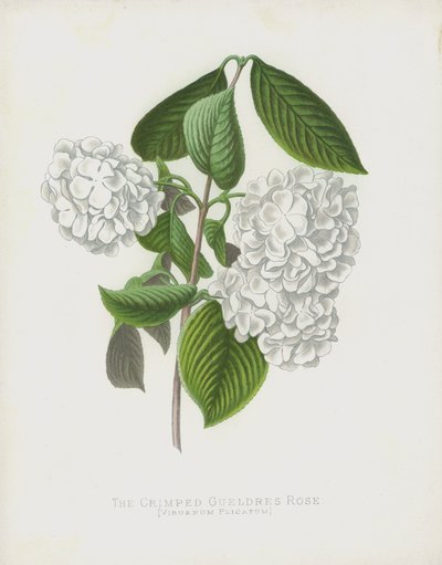 La rosa de Gueldres arrugada, Viburnum Plicatum; var Dilatata de English School