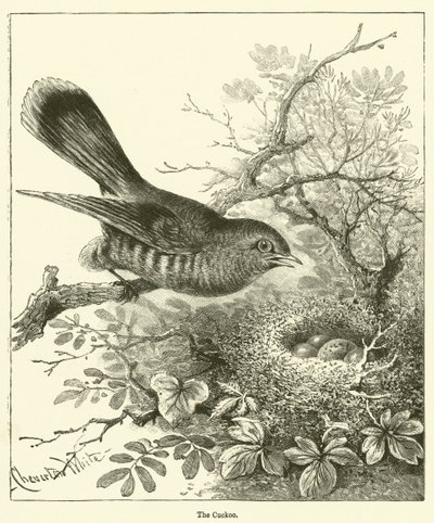 El Cuco (grabado) de English School