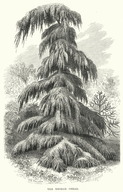 El Cedro Deodar (grabado) de English School