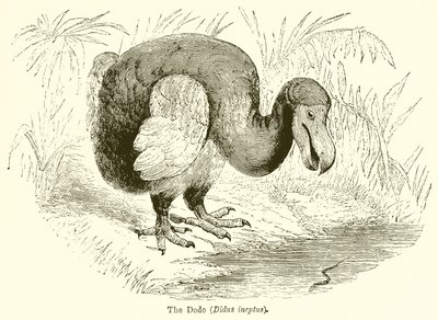 El dodo (Didus Ineptus) de English School