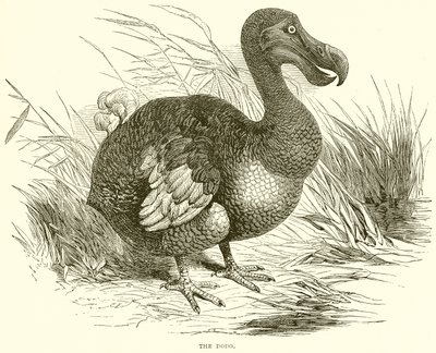 El Dodo de English School