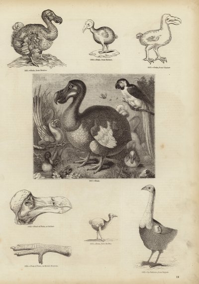 El Dodo de English School