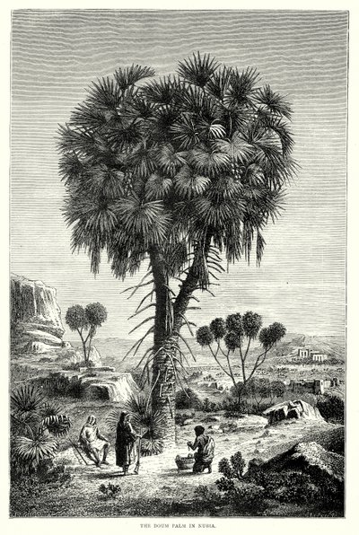 La palmera Doum en Nubia (grabado) de English School