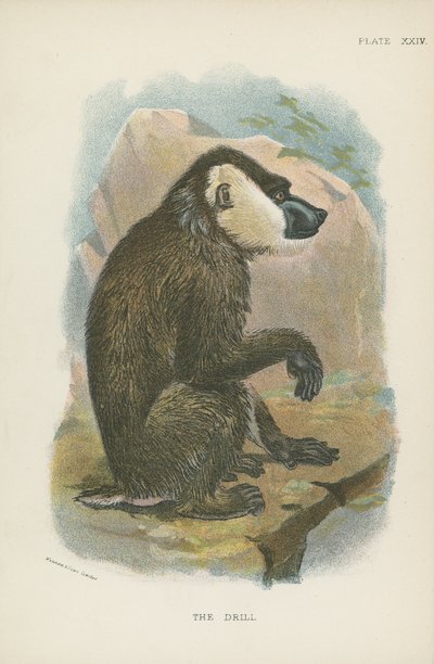 El mandril de English School