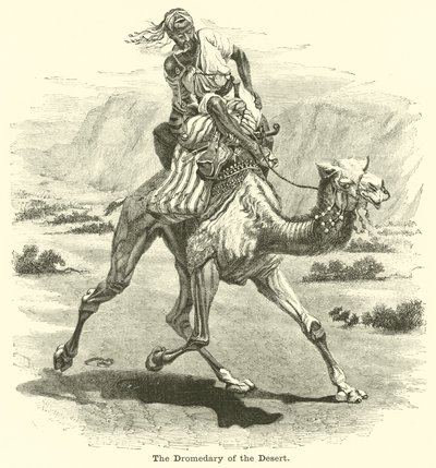 El dromedario del desierto de English School