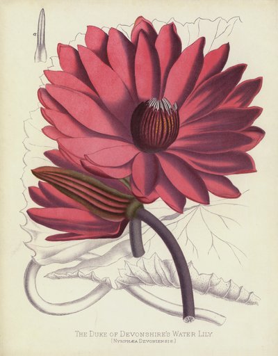 El Lirio de Agua del Duque de Devonshire, Nymphaea Devoniensis de English School