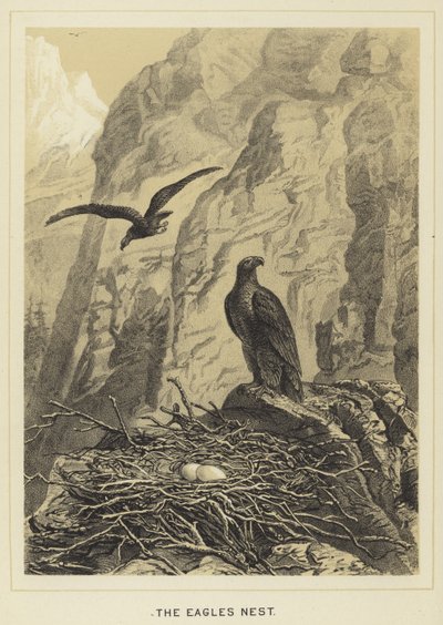 El nido del águila de English School