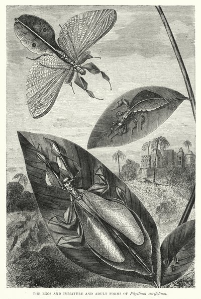 Los huevos y las formas inmaduras y adultas de Phyllium siccifolium (grabado) de English School