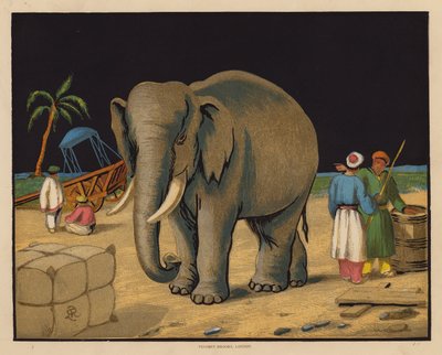 El elefante (litografía en color) de English School