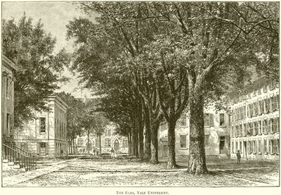 Los olmos, Universidad de Yale de English School