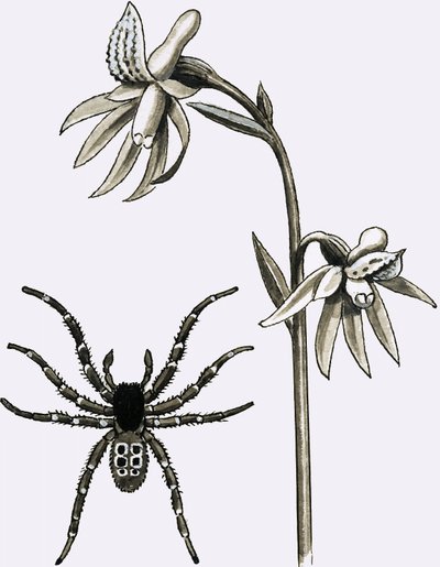 La araña Eresus y una rara Orquídea Coral Espoleada o Orquídea Fantasma de English School