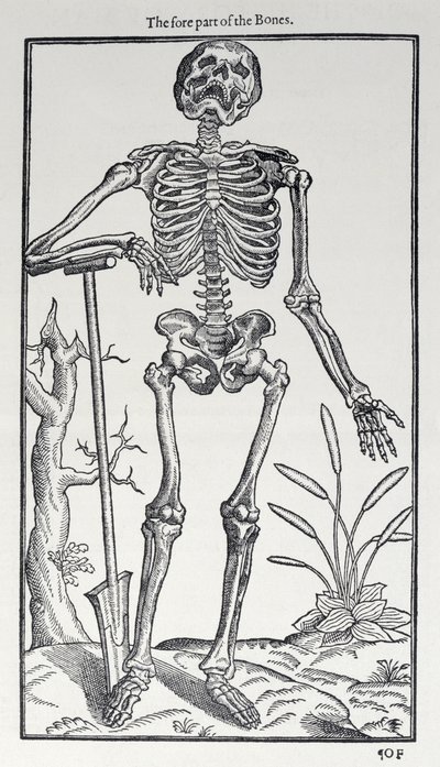 La parte delantera de los huesos, lámina de The Historie of Man publicada por John Banister (1540-1610), 1578 de English School