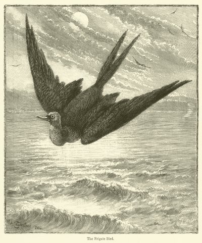 El pájaro fragata (grabado) de English School