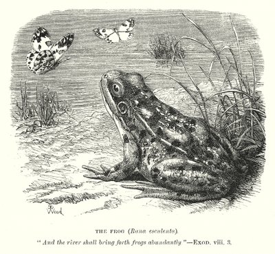 La rana (Rona Esculenta) (grabado) de English School