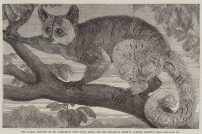 El galago, traído por el Dr. Livingstone de Sudáfrica para los jardines de la Sociedad Zoológica, Regent