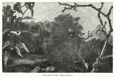 La araña de jardín, Epeira diadema (grabado) de English School