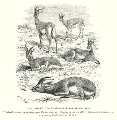 La gacela (Gazella Dorcas) o corza de las Escrituras (grabado) de English School