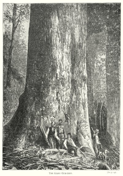 The Giant Gum-Tree (grabado) de English School