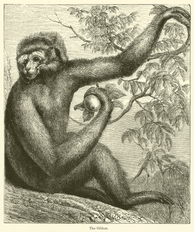 El Gibón (grabado) de English School