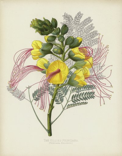 La Poinciana de Gillies, Poinciana Gilliesii de English School