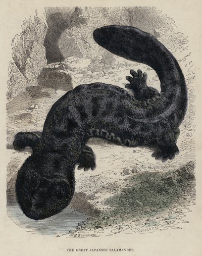 La gran salamandra japonesa de English School