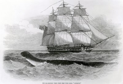 El Gran Serpiente Marina cuando fue vista por primera vez desde el H.M.S. Daedalus de English School