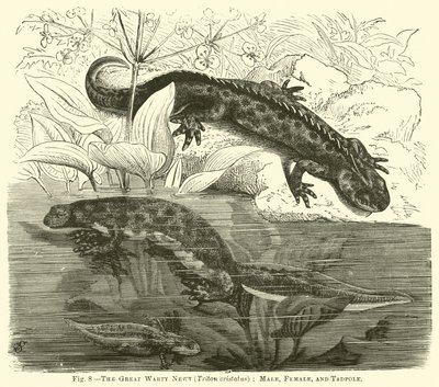 El gran tritón verrugoso (Triton cristatus), macho, hembra y renacuajo de English School
