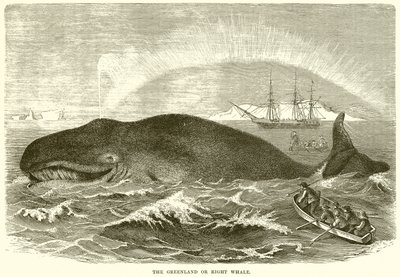 La Ballena de Groenlandia o Ballena Franca de English School