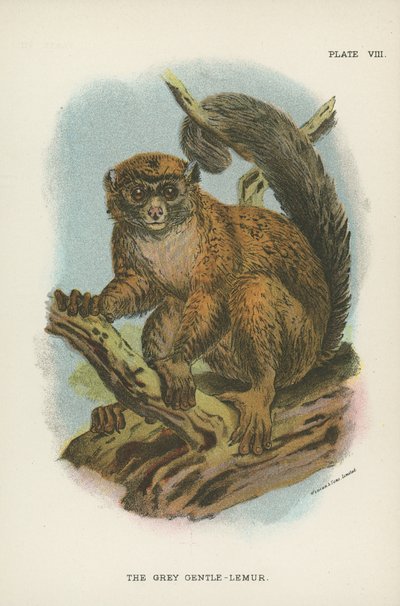 El lémur gentil gris de English School