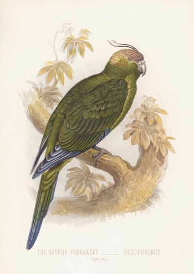 El Perico Terrestre, Pezoporinus de English School