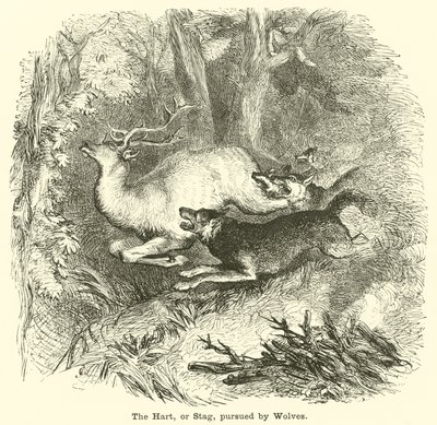 El ciervo perseguido por lobos de English School