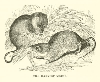 El ratón de campo (grabado) de English School