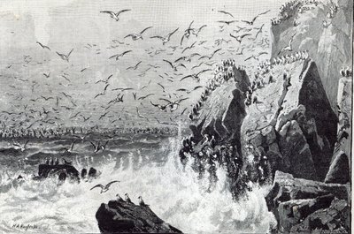 El refugio de las gaviotas, de 