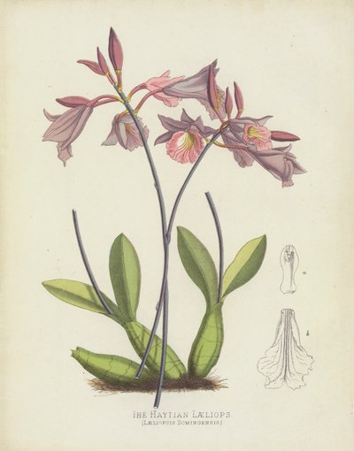 La Laeliopsis Haitiana, Laeliopsis Domingensis de English School