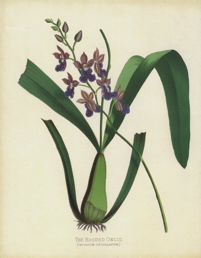 El Oncidio Encapuchado, Oncidium Cuccullatum de English School