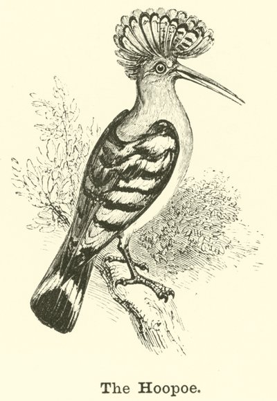 La abubilla de English School