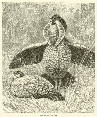 El Tragopan cornudo (grabado) de English School
