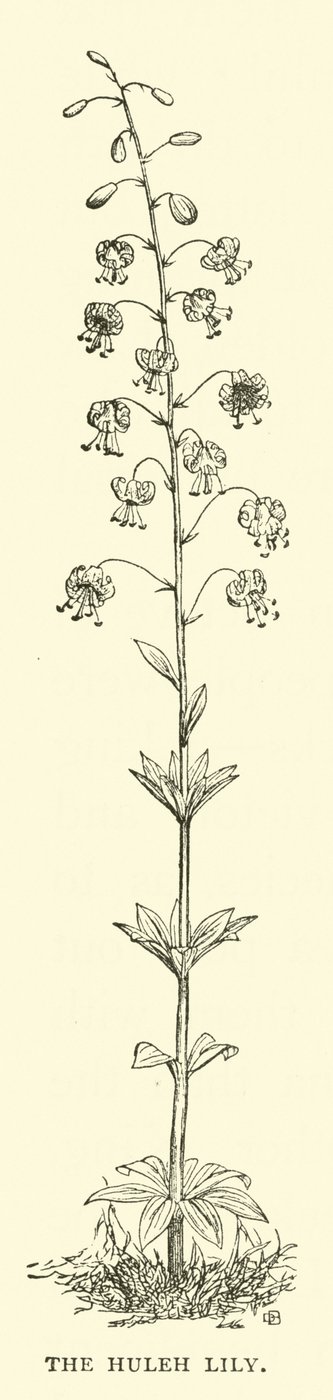 Lirio de Huleh de English School