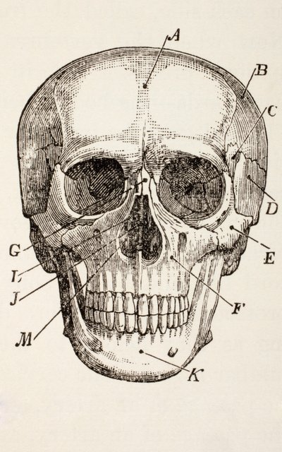 El Cráneo Humano, c.1890 de English School