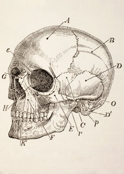 El Cráneo Humano, c.1890 de English School