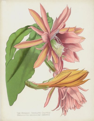 El Cactus Híbrido Crenado, Phyllocactus Speciosissimo-Crenatus de English School