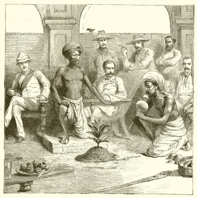 El truco de la planta india de English School