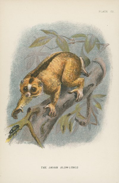 El loris lento de Java de English School